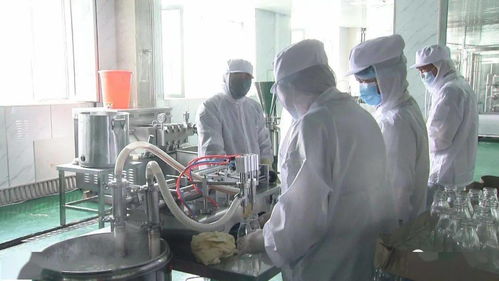 猴頭菇精深加工生產忙 企業開足馬力迎旺季