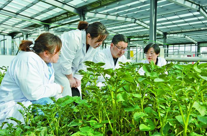 位于烏蘭察布市四子王旗的內蒙古中加農業生物科技的試驗田