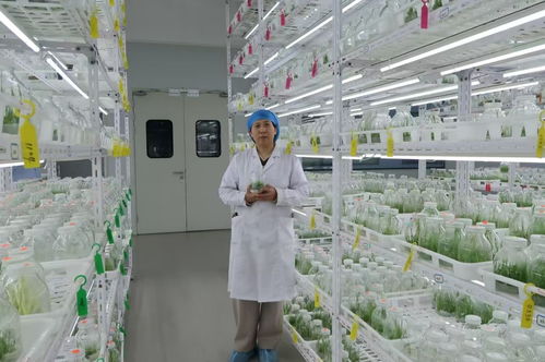 新天工開物丨最燃的竹 一叢叢蘆竹里 種出 天然氣